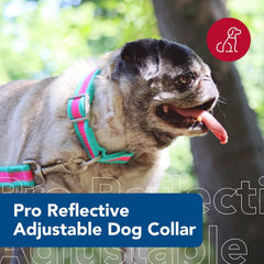 Coastal Pet - Pro - Reflective Adjustable Dog Collar, Fuscia with Teal