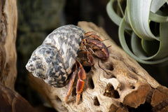 Galápagos (05271) Cholla Wood - Natural Aquarium & Terrarium Decoration for Fish Tanks, Reptile Tanks, and Bird Perches, Natural