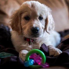 Nylabone Puppy Pacifier Chew Toy, Teething Toys for Puppies, Bacon Flavor