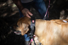 Boss Dog Tactical Adjustable Collar, Black