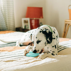 Playology Dual Layer Ring Toy for Dogs , All-Natural Peanut Butter Scented