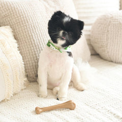 SPOT Bam-Bones Bone - Made with Strong Bamboo Fiber, Durable Long Lasting Dog Chew for Light to Moderate Chewers, Great Toy for Adult Dogs & Teething Puppies under 25lbs, Chicken Flavor