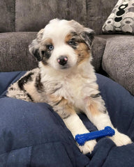 Nylabone Textured Dental Bone Flexi Chew Toy for Dogs, Dog Toys for Moderate Chewers, Chicken Flavor