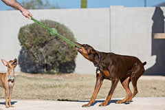 Jolly Pets Knot-N-Chew Gentle Tugger Rope Dog Toy
