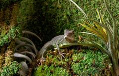 Galápagos (05254) Royal Clumps of Real Pillow, Natural