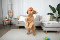 Jolly Pets Mini Jolly Soccer Ball; Floating-Bouncing Dog Toy