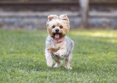 Nulo Frontrunner Small Breed Dog Food with Turkey, Whitefish & Quinoa, 3 lbs - Pet Food with Antioxidants and Probiotics for Digestive and Immune Health - Premium Dry Dog Food for Small Dogs, Blue