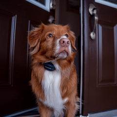 PetSafe Audible Bark Dog Collar, Humanely Stop Barking, Alternative to Static Shock No Bark Collar, 10 Levels of Safe Correction – for Small, Medium & Large Dogs Over 8 lb, Rechargeable & Waterproof