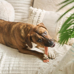 SPOT Bam-Bones Plus T Bone - Bamboo Fiber & Nylon, Durable Long Lasting Dog Chew for Aggressive Chewers – Great Toy for Adult Dogs & Teething Puppies Under 30lbs, Non-Splintering, Beef Flavor