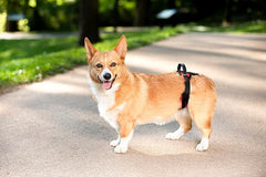 PetSafe CareLift Rear Support Harness - Lifting Aid with Handle - Great for Pet Mobility and Older Dogs - Comfortable, Breathable Material - Easy to Adjust - Small