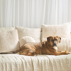 SPOT Bam-Bones Plus T Bone - Bamboo Fiber & Nylon, Durable Long Lasting Dog Chew for Aggressive Chewers – Toy for Dogs & Puppies Under 60lbs, Non-Splintering, Allergen Free Peanut Butter Flavor