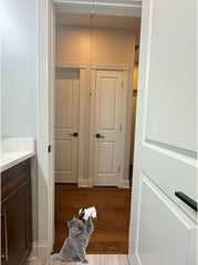 SPOT A-Door-Able Baa Baa Sheep Cat Toy - Hanging Lamb with Catnip/Silverine Blend, Soft Fleece, Attaches to Any Door Frame, Engages Cats' Natural Hunting Instincts for Hours of Play