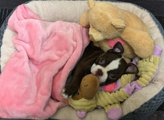 SPOT Soothers- Crinkle Paper Dog Toy-Separation Anxiety Toys For Dogs, Stuffing Free, Scented With Calming Lavender Fragrance Beads To Safely Calm & Relax Dogs and Puppies, 13in