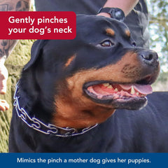 Titan - Coastal Pet Titan Dog Prong Training Collar - Rust-Resistant and Prong Metal Training Chain Collar for Dogs - Quality Supplies