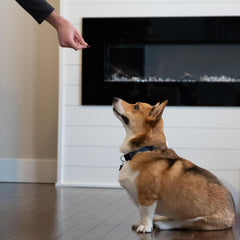 Exclusively Dog Chewy Training Treats Bacon Apple Flavor Grain Free Gluten Free, Made in The USA, 6 oz.