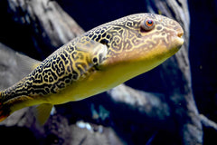 Seachem Clarity Ultimate Water Clarifier 8.5 oz