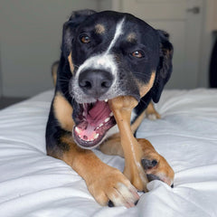 Nylabone Gourmet Style Femur Bone Strong Chew Toy for Dogs, Baby Back Rib Flavor, Large - Up to 50 lb., 1 Count