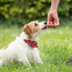 Exclusively Dog Best Buddy Bits Training Treats for Dogs and Puppies - All Natural, Baked in The USA, Ideal for Training & Agility, No Animal Byproducts - Cheese Flavor, 5.5oz Resealable Bag