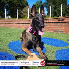 SPOT Bam-Bones Wishbone - Made with Strong Bamboo Fiber, Durable Long Lasting Dog Chew for Light to Moderate Chewers, Great Toy for Adult Dogs & Teething Puppies Under 50lbs, Chicken Flavor