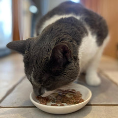 SPOT I Love Cats Round Cat Food Dish - Ceramic Plate with Low Edges, Saucer with Whisker-Friendly Shape and Low Profile Sides, Ideal for Wet or Dry Cat Food, Dishwasher Safe- 5 inch- 1 Cup (8Oz)