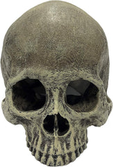 Komodo Human Skull