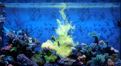 Red Sea Reef Energy Plus (AB+) All In One Coral Food for Saltwater Aquarium Marine Reef Tanks | Food for Soft, LPS, SPS, and Non-Photosynthetic Corals