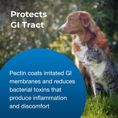 PetAg Pet Pectillin Anti-Diarrheal - 4 oz - Helps Relieve Diarrhea or Loose Stool in Dogs and Cats - Replaces Lost Electrolytes - Easy to Administer