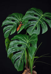 Komodo Standing Plant