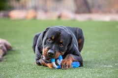 Multipet pet Dental Care Supplies