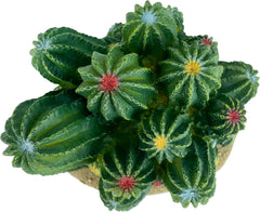 Multi Pet 48593321: Komodo Cactus Plant Barrel, 4In