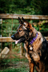 Boss Dog Tactical Adjustable Collar, Purple