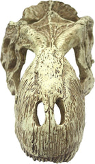 Komodo T-Rex Skull