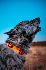 Boss Dog Tactical Adjustable Collar, Orange Camo