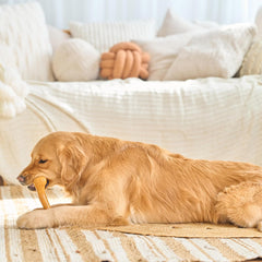 SPOT Bam-Bones Plus Dino Bone - Bamboo Fiber & Nylon, Durable Long Lasting Dog Chew for Aggressive Chewers – Great Toy for Dogs Under 90lbs, Non-Splintering, 7.25in Peanut Butter Flavor Allergen Free