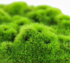 Penn-Plax Aqua-Flora Aquarium Living Resin Decoration with Embedded Glosso Plant Seeds – Moss Patch – Safe and Healthy for Freshwater Fish