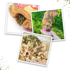 SMARTERPAW Doggijuana | Tuffer Chewer - Interactive Dog Toy with Juananip Refill | Refillable Durable Dog Toy for Engaging Play and Natural Calming (Sprinkled Donut)