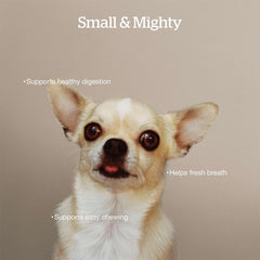 Now Fresh Good Gravy Premium Dry Dog Food with Salmon & Ancient Grains for Small Breeds, Healthy Kibble for Adults Coated in Bone Broth – Just Add Water to Moisten, Chicken-Free