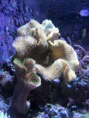 Seachem Laboratories Reef Phytoplankton Marine Nutritional Supplement