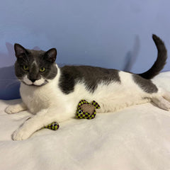 SPOT Catch N' Release Cat Toy with Irresistible Texture and Catnip, Indoor Cat Essentials, for Cats and Kittens, 2 Assorted Figures