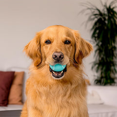 Playology Squeaky Chew Ball for Dogs , All-Natural Peanut Butter Scented Toy for Dogs