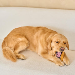 SPOT Bam-Bones Plus Dino Bone - Bamboo Fiber & Nylon, Durable Long Lasting Dog Chew for Aggressive Chewers – Great Toy for Dogs Under 90lbs, Non-Splintering, 7.25in Peanut Butter Flavor Allergen Free