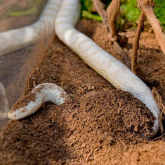 Galápagos Tropicoco Soil Brick Natural Coconut Soil Bedding