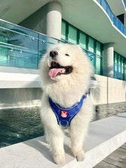 Boss Dog Tactical Harness, Purple