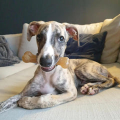 Nylabone New Puppy Starter Kit, 2 Chew Toys and 1 Natural Treat for Puppies, Bacon & Chicken Flavor