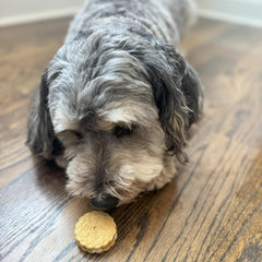 Exclusively Dog Cookies Sandwich Cremes S'Mores Flavor Dog Treats for Medium and Large Dogs, Natural and Made in The USA, 8 oz