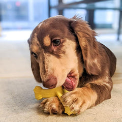 Nylabone Axis Bone Power Chew Toy for Dogs, Dog Toys for Aggressive Chewers, Vanilla Flavor