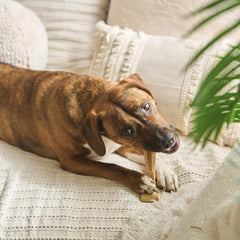 SPOT Bam-Bones Plus T-Bone, Bamboo Fiber & Nylon Dog Chew, Durable for Aggressive Chewers, Non-Splintering, for Adult Dogs & Teething Puppies Under 60lbs, Chicken Flavor