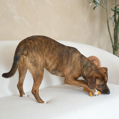 SPOT Bam-Bones Plus T Bone - Bamboo Fiber & Nylon, Durable Long Lasting Dog Chew for Aggressive Chewers – Toy for Dogs & Puppies Under 60lbs, Non-Splintering, Allergen Free Peanut Butter Flavor