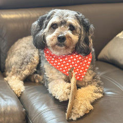 SPOT Dura-Fused Leather Fox Dog Toy – Real Leather & Jute Fabric, Double-Stitched & Durable, Squeaky Interactive Chew Toy for Moderate Chewers, Small & Medium Dogs, Soft Stuffed Fetch Toy, 7.5in