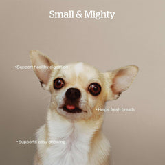 Now Fresh Grain-Free Small Breed Dry Dog Food with Turkey, Salmon & Duck, Healthy Kibble for Adults Made with Real Meat & Fish, Chicken-Free Recipe, Pumpkin & Probiotics for Good Digestion